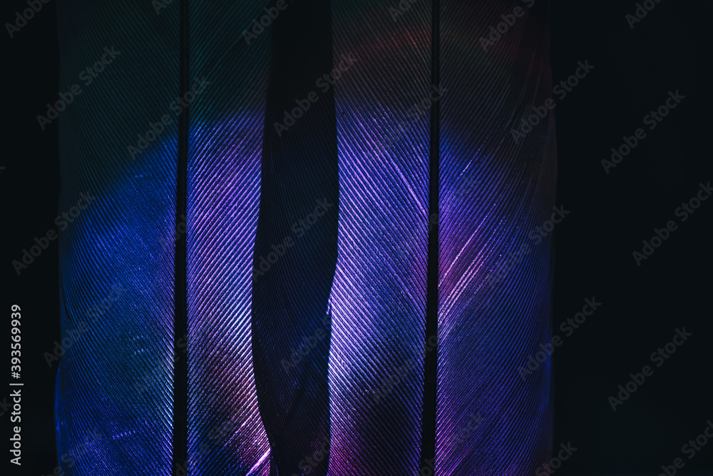 Poster bird feather dark-blue colored light. beautiful background pattern texture for design. macro photogr