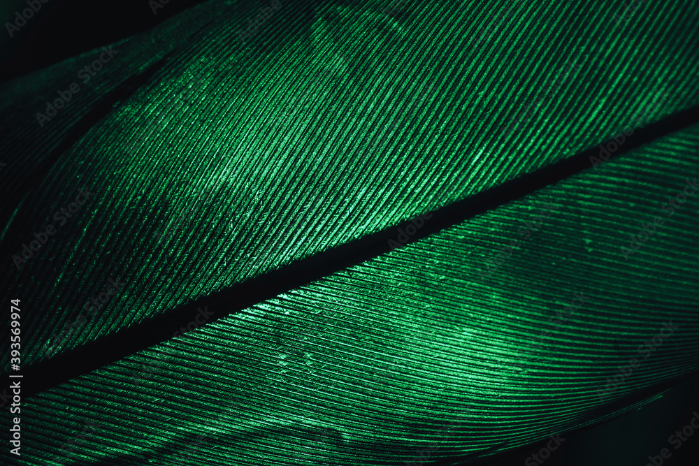 Poster close up beautiful green bird feather background pattern texture for design. macro photography view.