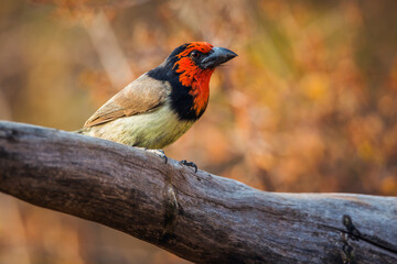 Black collared Barbet standing on a log with fall colors background in Kruger National park, South Africa ; Specie Lybius torquatus family of Ramphastidae