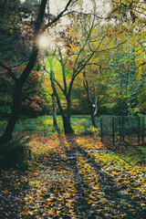 Colourful autumn trees at in a Park with tree shadow, England, UK