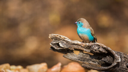 Blue-breasted Cordonbleu standing on a log with fall colors background in Kruger National park, South Africa ; Specie Uraeginthus angolensis family of Estrildidae