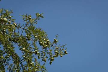 Bald cypress Taxodium Distichum (swamp, white-cypress, gulf or tidewater red cypress) green tree against blue sky. Public landscape city park Krasnodar or 'Galitsky Park'.