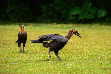 Two Southern Ground Hornbills(Bucorvus leadbeateri) on the grass
