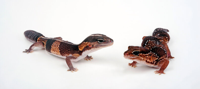 Afrikanischer Fettschwanzgeckos // African fat-tailed geckos (Hemitheconyx caudicinctus)