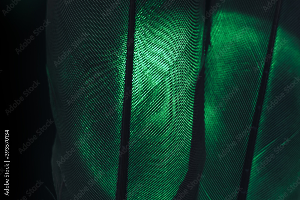 Aufkleber Bird green feather. Beautiful background texture pattern for design. Macro photography view..
