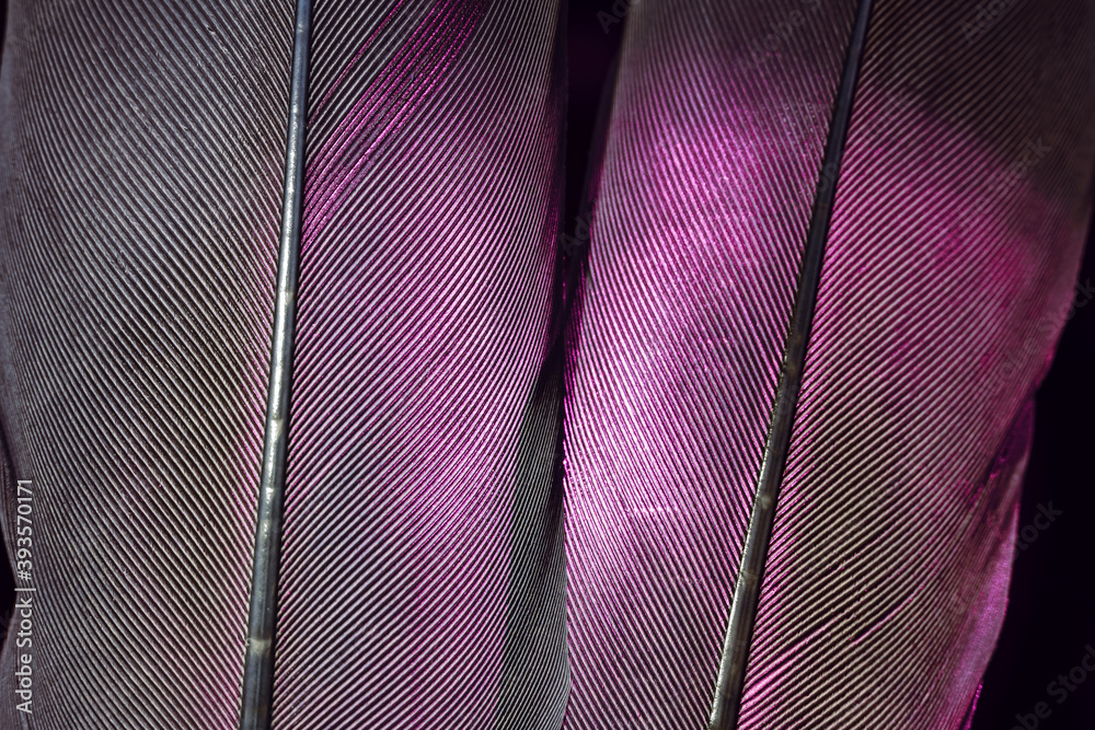 Aufkleber Bird pink and gray feather. Beautiful background texture pattern for design. Macro photography view..