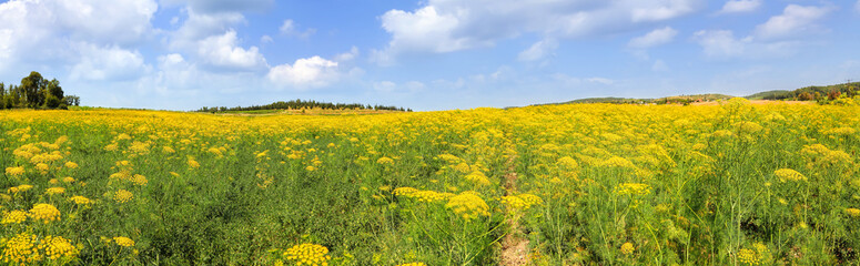 
Dill. Fennel. Plants blossom with yellow flower heads grow in the Chickpea field under the blue...