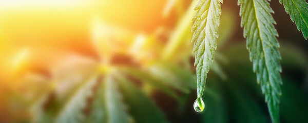 Large drop on the edge of hemp leaf, CBD oil cannabis concept, hemp oil, medicine products....
