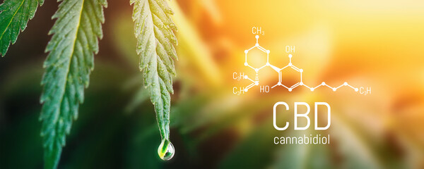 Concept Hemp Oil, CBD Chemical Formula, Cannabis oil, Medical herb concept. Cannabidiol or CBD...