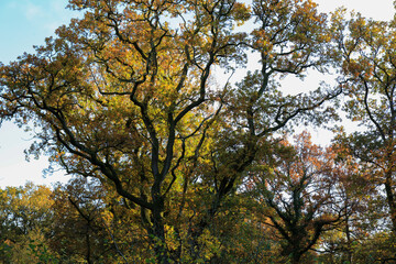 Colourful yellow  and green frond of trees with blue sky.