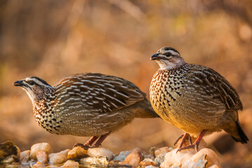 Two Crested Francolin drinking at waterhole in Kruger National park, South Africa ; Specie Dendroperdix sephaena family of Phasianidae