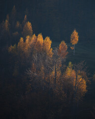 Autumn colors and amazing sunrise light in the mountain forest