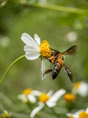 Close-up of honey bee pollinating on flower