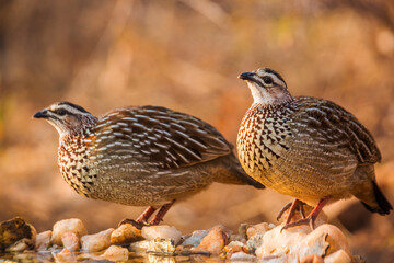 Two Crested Francolin drinking at waterhole in Kruger National park, South Africa ; Specie Dendroperdix sephaena family of Phasianidae
