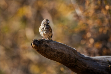 Cut throat finch female standing on a log with fall colors background in Kruger National park, South Africa ; Specie Amadina fasciata family of Estrildidae
