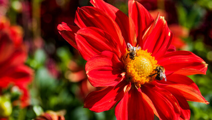   Bodensee Mainau  Blumen Insel
