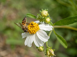 Close-up of honey bee pollinating on flower