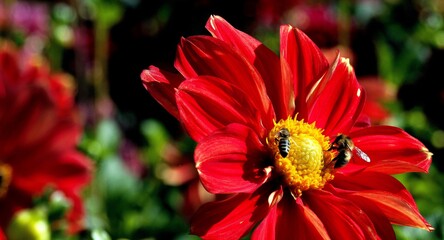   Bodensee Mainau  Blumen Insel