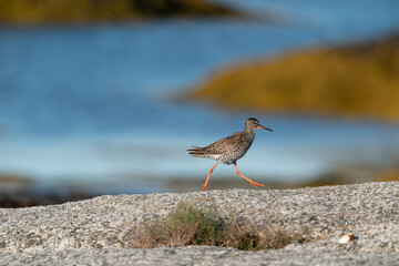 The common redshank or simply redshank (Tringa totanus)