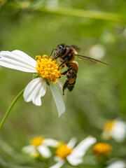 Close-up of honey bee pollinating on flower