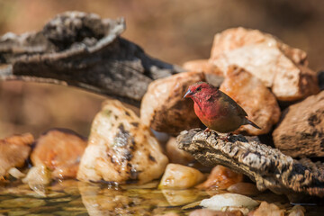 Red-billed Firefinch standing on a log at waterhole in Kruger National park, South Africa ; Specie family Lagonosticta senegala of Estrildidae