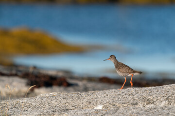 The common redshank or simply redshank (Tringa totanus)