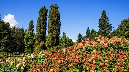  Bodensee Mainau Blumen Insel