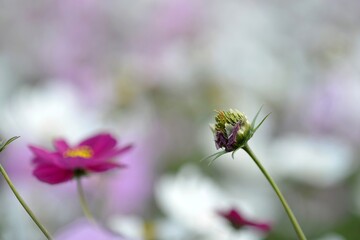 꽃봉오리, 코스모스, 식물, 가을