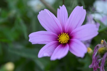 Obraz premium 코스모스, 분홍, 가을꽃, 계절, 추억