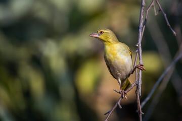 Village weaver standing on a branch with natural background in Kruger National park, South Africa ; Specie Ploceus cucullatus family of Ploceidae