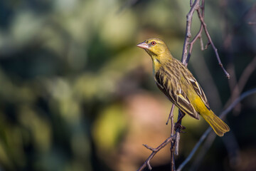 Village weaver standing on a branch with natural background in Kruger National park, South Africa ; Specie Ploceus cucullatus family of Ploceidae