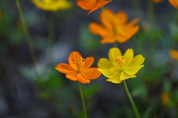 가을꽃, 코스모스, 노랑, 주황, 오렌지색, 칼라, 색감