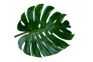 Naklejka na ściany i meble The green monstera leaves in the tropical forest are separate Swiss Cheese Plant on a white background.