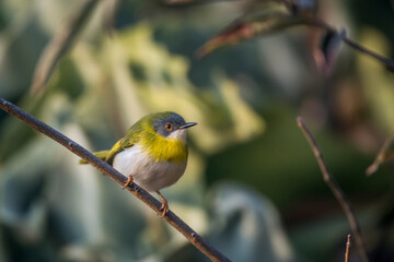 Yellow breasted Apalis standing in shrub in Kruger National park, South Africa; specie Apalis flavida family of Cisticolidae