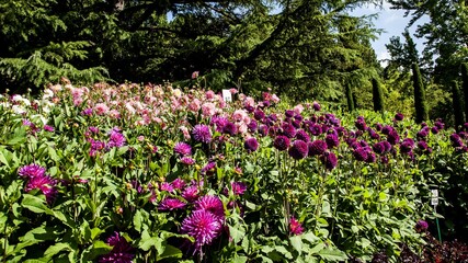   Bodensee Mainau  Blumen Insel