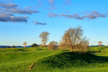 Fototapeta na wymiar Leafless winter trees on rolling green farmland. Photographed in the Waikato Region, New Zealand 