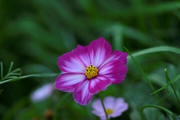 Obraz premium 코스모스, Cosmos, autumn