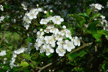 Weißdornblüte