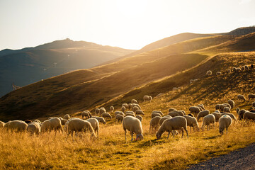 Flock of sheep at sunset in the mountains in Livigno, Italy.