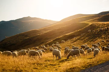 Foto op Canvas Flock of sheep at sunset in the mountains in Livigno, Italy. © Soňa Kabátová