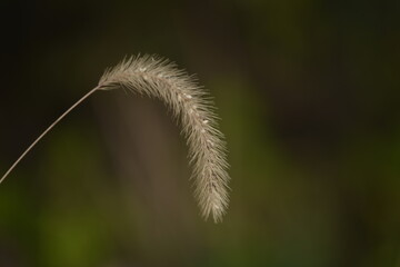 가을, 자연, 식물, 갈색,  green foxtail , 