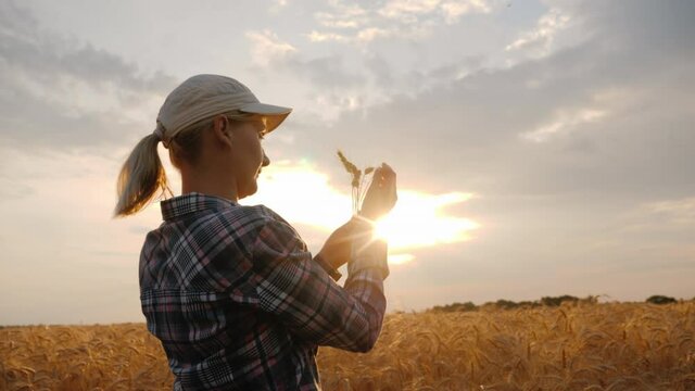 Woman farmer looks at ears of wheat, stands in a field at sunset