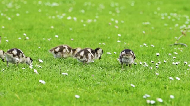 A flock of baby wild geese grazing on spring green grass