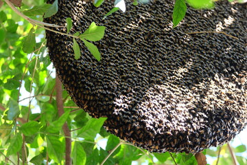 Bees make large nests on trees to find nectar from flowers.
