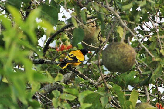 Black Hooded Oriole Sitting On A Tree