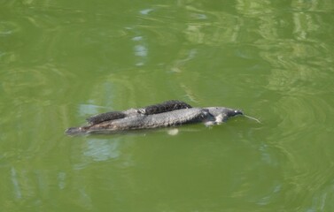 Naklejka premium Close-UP a dead catfish on a suface water on the pond in the park.