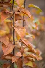 Macrophotography of yellow leaves on a tree.