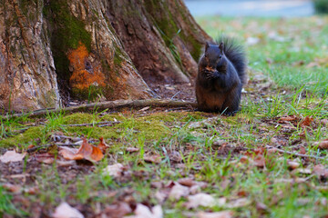 View of a black squirrel