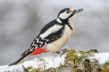 Buntspecht (Dendrocopos major) Weibchen