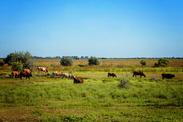 cows walk on a green meadow